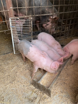 4 purcei de 6 săptămâni