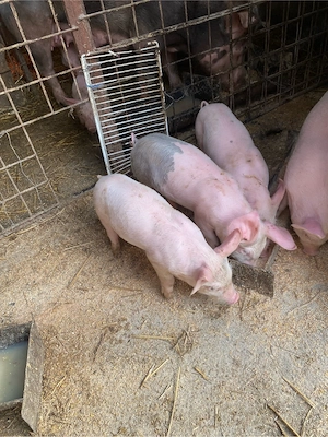 4 purcei de 6 săptămâni - imagine 3