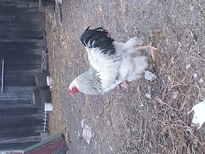 Cocoși de vînzare. - imagine 2