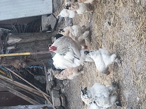 Cocoși de vînzare. - imagine 4