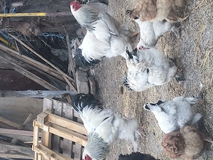 Cocoși de vînzare. - imagine 3