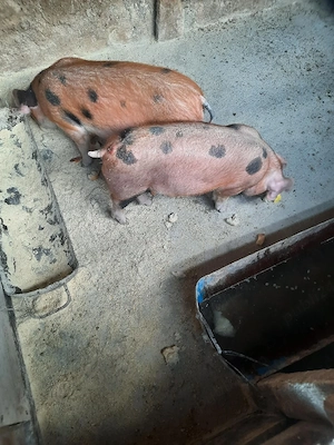 purcei de vanzare - imagine 3