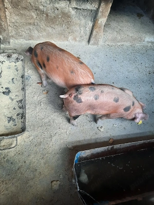 purcei de vanzare - imagine 5