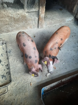 purcei de vanzare - imagine 2