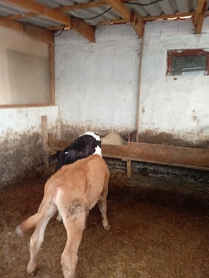 de vanzare 2 viței  - imagine 2