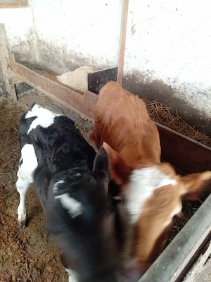 de vanzare 2 viței  - imagine 4