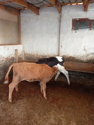 de vanzare 2 viței  - imagine 3