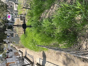 vand loc de veci Cimitir Sf. Maria, Braila