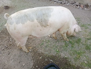 Vand porc  - imagine 3