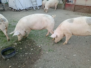 Vand porc  - imagine 4