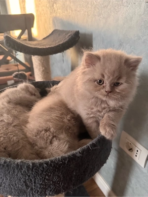 Puisori british shorthair lilac