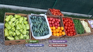 Rasad rosii Rasaduri Legume ardei castraveti vinete salata tomate 2026