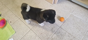 Pui de Akita American (băiat)