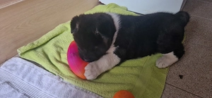 Pui de Akita American (băiat) - imagine 4