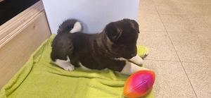 Pui de Akita American (băiat) - imagine 3