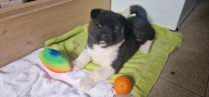 Pui de Akita American (băiat) - imagine 5