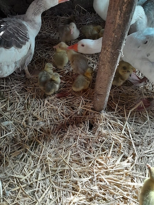 Vand gasca  si pui de gasca - imagine 3