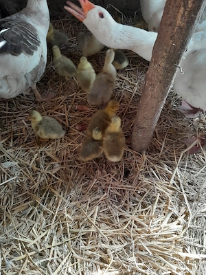 Vand gasca  si pui de gasca