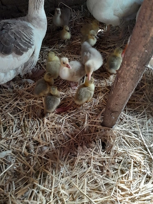 Vand gasca  si pui de gasca - imagine 2