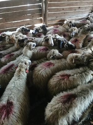 Vând 30 de oi cu lapte  - imagine 3