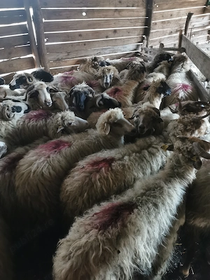 Vând 30 de oi cu lapte  - imagine 5