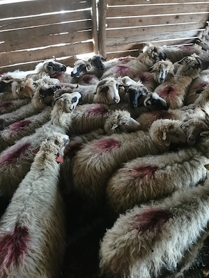 Vând 30 de oi cu lapte  - imagine 2
