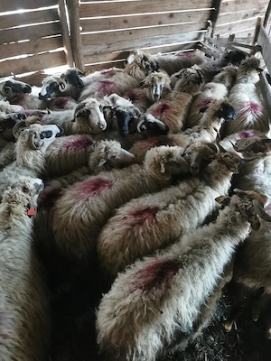 Vând 30 de oi cu lapte 