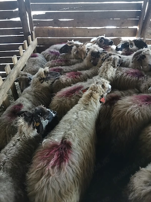 Vând 30 de oi cu lapte  - imagine 4