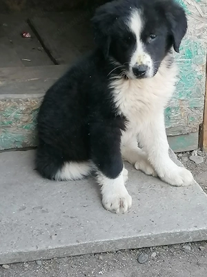 Ciobănesc de Bucovina de stână