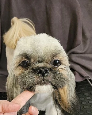 Caut persoane responsabile care să adopte o cățelușă Shih Tzu
