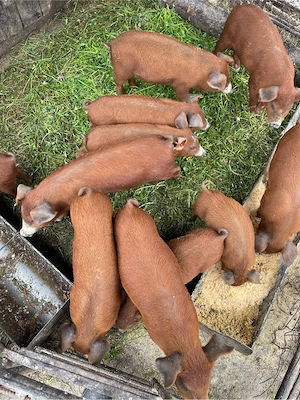 purcei de vânzare duroc 7 săptămâni - imagine 3