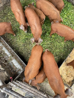 purcei de vânzare duroc 7 săptămâni - imagine 2