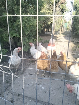 Leghorn de vânzare  - imagine 4