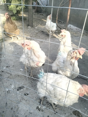 Leghorn de vânzare  - imagine 2