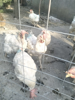 Leghorn de vânzare 