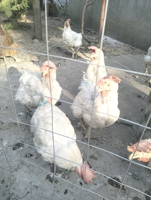 Leghorn de vânzare  - imagine 5