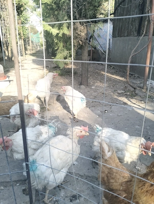 Leghorn de vânzare  - imagine 3