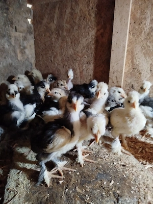 Vând pui de găină moțați 