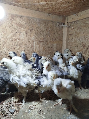 Vând pui de găină moțați  - imagine 3