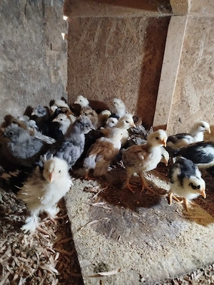 Vând pui de găină moțați  - imagine 4