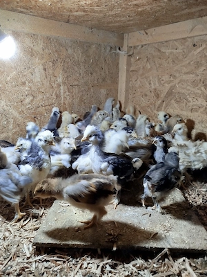 Vând pui de găină moțați  - imagine 5