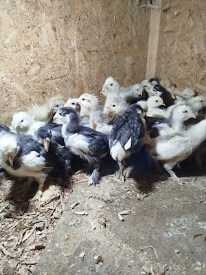 Vând pui de găină moțați  - imagine 2