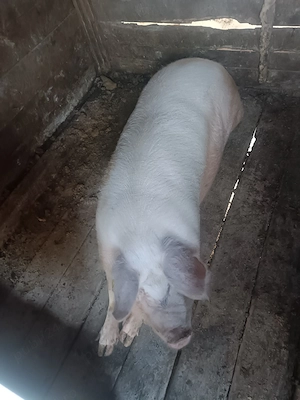 Porc pentru sacrificat - imagine 3