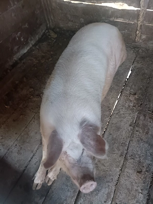 Porc pentru sacrificat - imagine 2