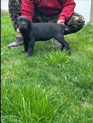 Pui Cane Corso