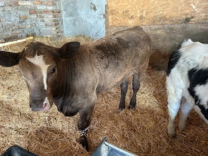 vand doua vitele  - imagine 4