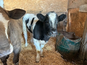 vand doua vitele  - imagine 3