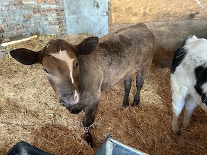 vand doua vitele  - imagine 2