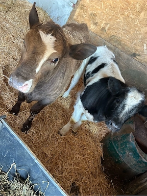 vand doua vitele  - imagine 5