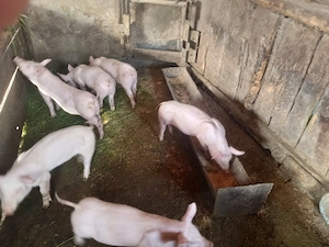 purcei de 8 saptamani antarcati  din mama landras si material seminal pietrain belgian - imagine 2